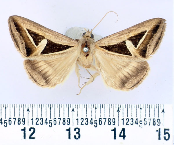 /filer/webapps/moths/media/images/H/hyppasia_Trigonodes_AM_BMNH.jpg