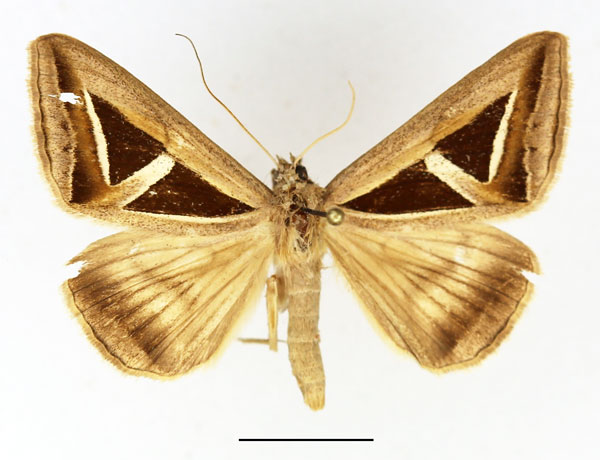 /filer/webapps/moths/media/images/H/hyppasia_Trigonodes_AM_Basquin.jpg