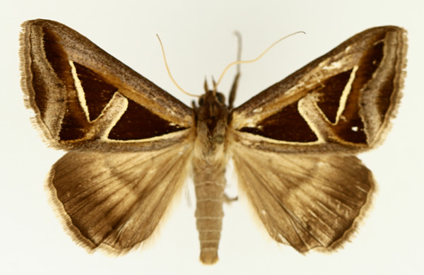 /filer/webapps/moths/media/images/H/hyppasia_Trigonodes_AM_TMSA_01.jpg