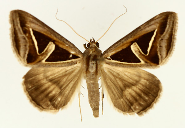 /filer/webapps/moths/media/images/H/hyppasia_Trigonodes_AM_TMSA_02.jpg