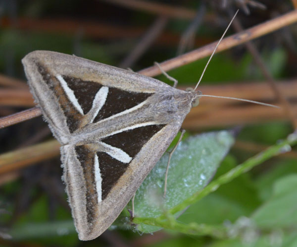 /filer/webapps/moths/media/images/H/hyppasia_Trigonodes_A_Ayalew.jpg