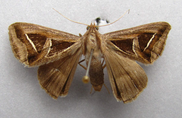 /filer/webapps/moths/media/images/H/hyppasia_Trigonodes_A_Baron.jpg