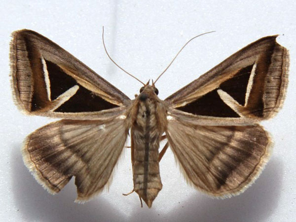 /filer/webapps/moths/media/images/H/hyppasia_Trigonodes_A_Goff.jpg