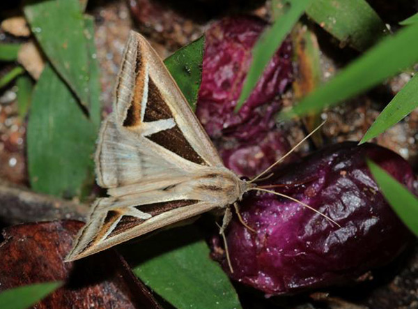 /filer/webapps/moths/media/images/H/hyppasia_Trigonodes_A_Pasquasy.jpg