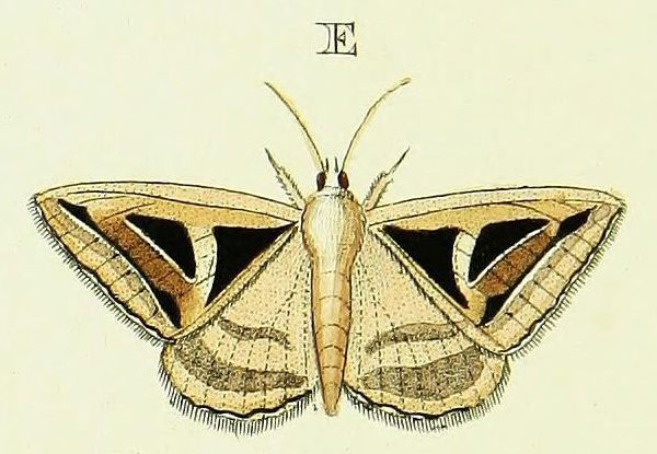 /filer/webapps/moths/media/images/H/hyppasia_Trigonodes_Cramer3_250_E.jpg