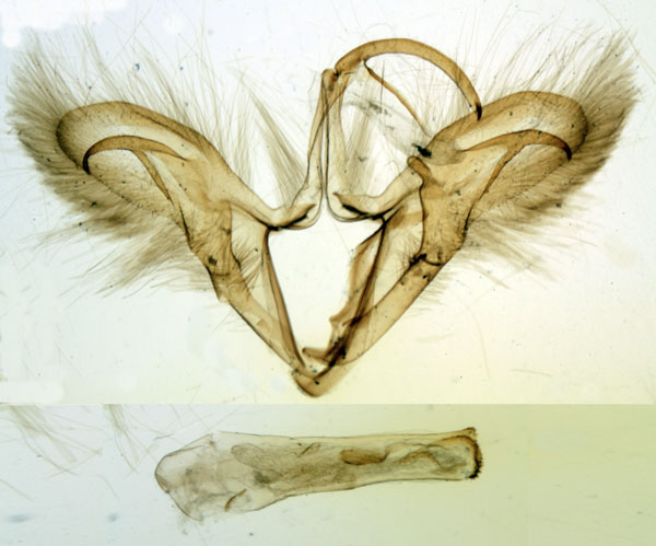 /filer/webapps/moths/media/images/H/hyppasia_Trigonodes_GM_MNHN_734.jpg