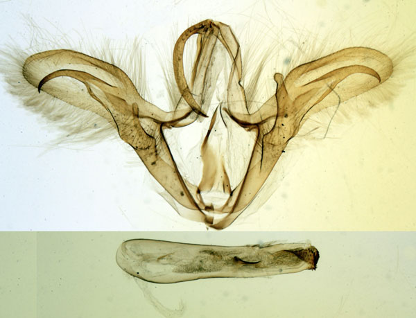 /filer/webapps/moths/media/images/H/hyppasia_Trigonodes_GM_MNHN_735.jpg