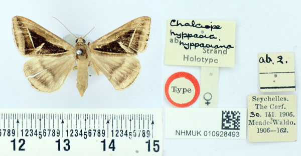 /filer/webapps/moths/media/images/H/hyppasiana_Chalciope_HT_BMNH.jpg