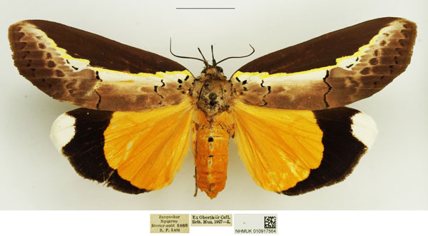 /filer/webapps/moths/media/images/H/hypsoides_Eligma_AF_NHMUK_02.jpg