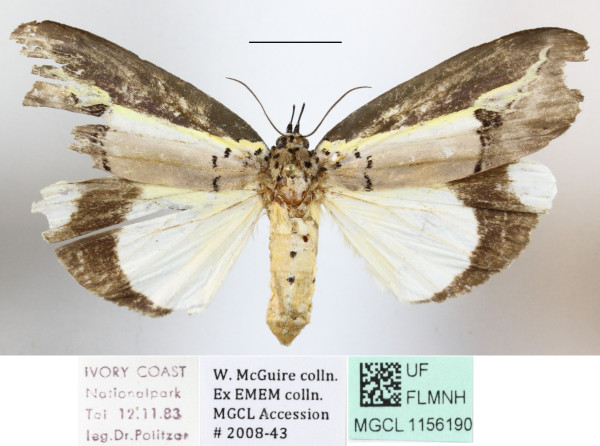 /filer/webapps/moths/media/images/H/hypsoides_Eligma_A_MGCLa_01.JPG