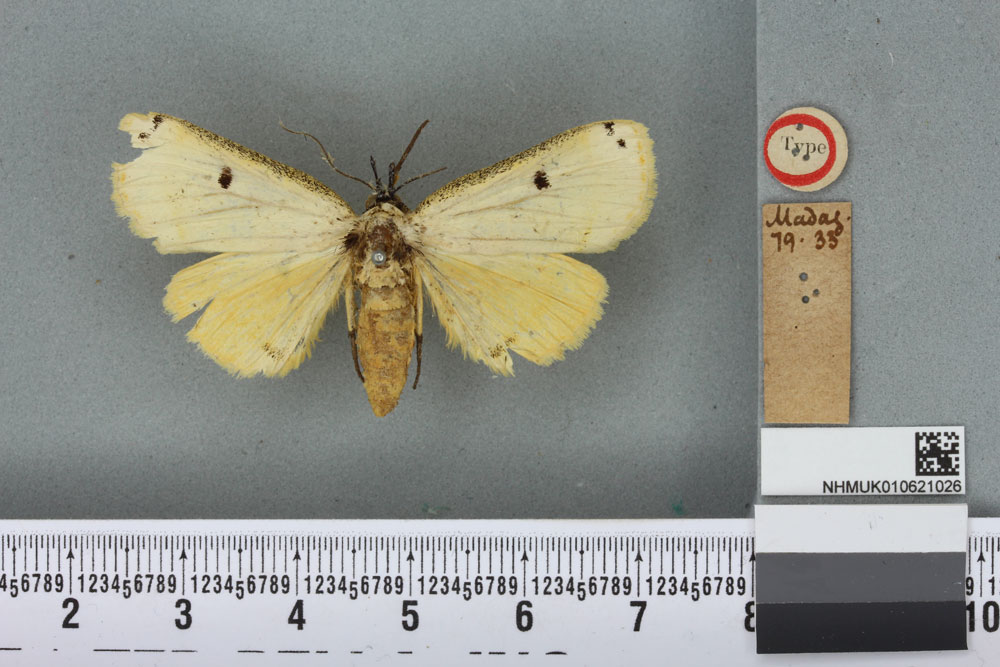 /filer/webapps/moths/media/images/H/hypsoides_Singara_HT_BMNHa.jpg