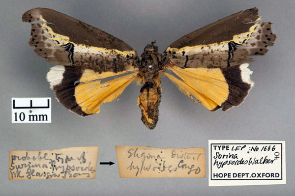 /filer/webapps/moths/media/images/H/hypsoides_Surina_HT_OUMNH_01.jpg