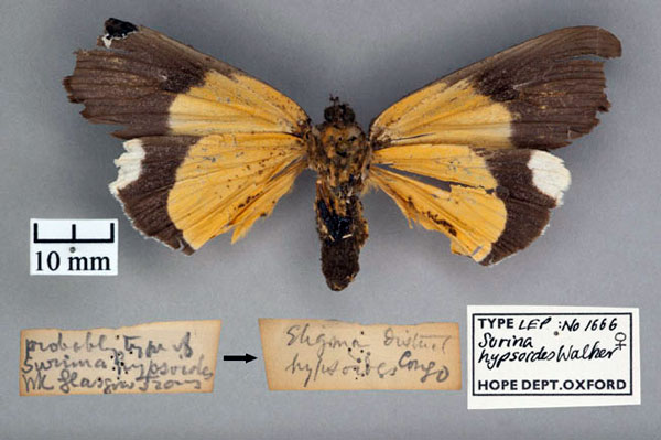 /filer/webapps/moths/media/images/H/hypsoides_Surina_HT_OUMNH_02.jpg