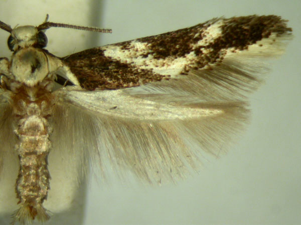 /filer/webapps/moths/media/images/H/hyptiota_Strenophila_ST481_TMSA_02.jpg