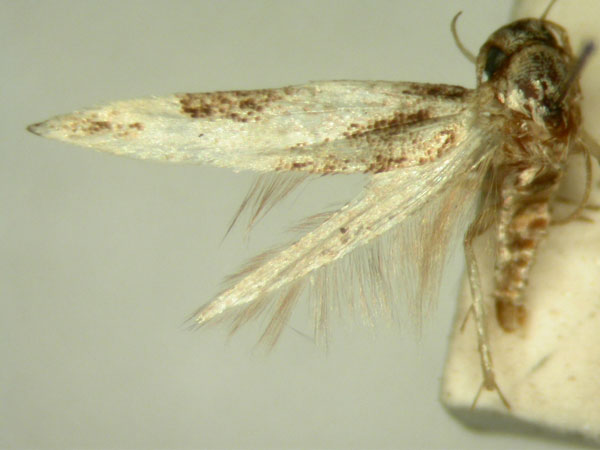 /filer/webapps/moths/media/images/H/hyptiota_Strenophila_ST482_TMSA_01.jpg