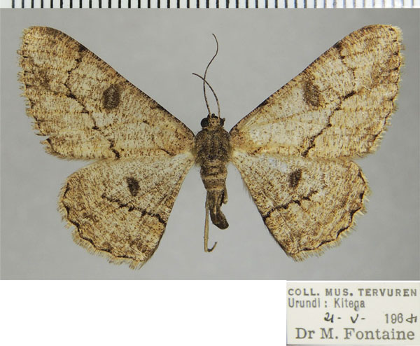 /filer/webapps/moths/media/images/H/hyrax_Zeuctoboarmia_AF_ZSM.jpg