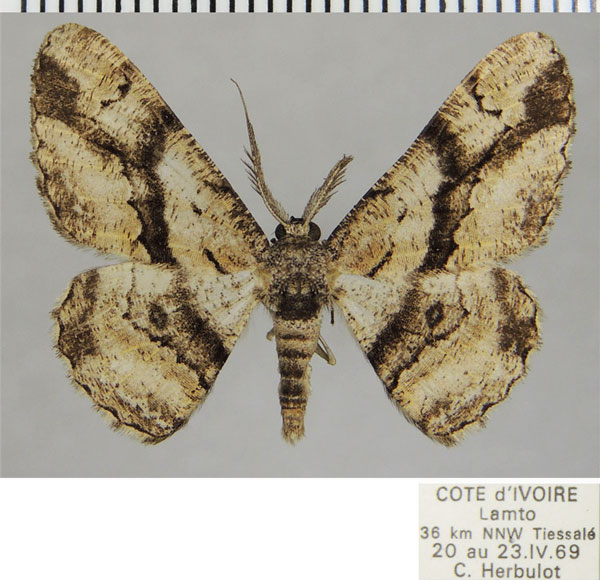 /filer/webapps/moths/media/images/H/hyrax_Zeuctoboarmia_AM_ZSM_02.jpg