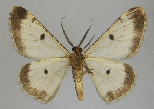 /filer/webapps/moths/media/images/H/hyrax_Zeuctoboarmia_AM_ZSMb.jpg