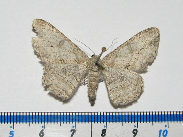/filer/webapps/moths/media/images/H/hyrax_Zeuctoboarmia_A_Goff_01.jpg