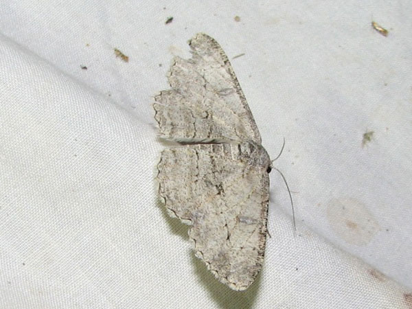 /filer/webapps/moths/media/images/H/hyrax_Zeuctoboarmia_A_Goff_02.jpg