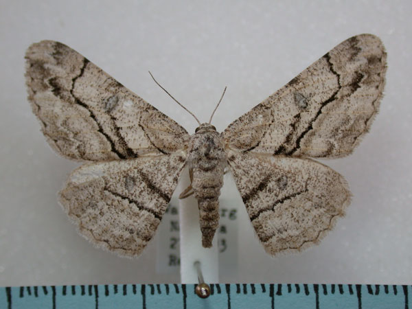 /filer/webapps/moths/media/images/H/hyrax_Zeuctoboarmia_A_Revell.jpg