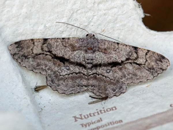 /filer/webapps/moths/media/images/H/hyrax_Zeuctoboarmia_A_Voaden.jpg
