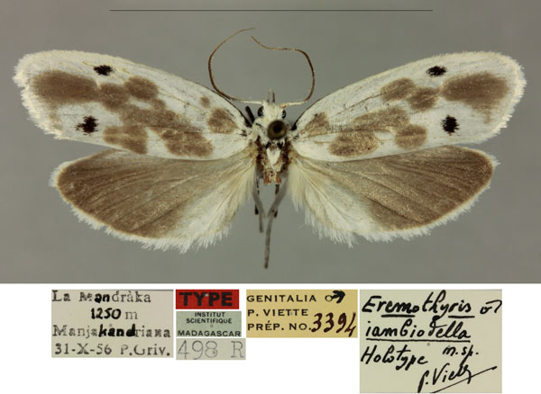 /filer/webapps/moths/media/images/I/iambiodella_Eremothyris_HT_MNHN_WuvHUNE.jpg