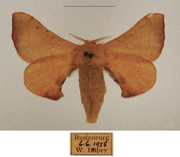 /filer/webapps/moths/media/images/I/ianthe_Racinoa_AF_TMSA_01.jpg