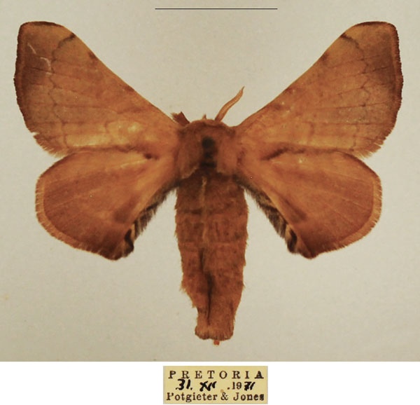 /filer/webapps/moths/media/images/I/ianthe_Racinoa_AF_TMSA_02.jpg