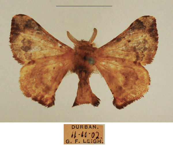 /filer/webapps/moths/media/images/I/ianthe_Racinoa_AM_TMSA_02.jpg