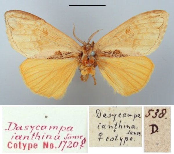 /filer/webapps/moths/media/images/I/ianthina_Dasycampa_AT_TMSA.jpg