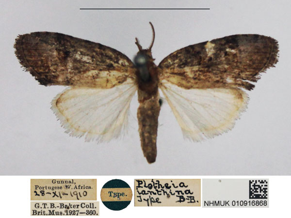 /filer/webapps/moths/media/images/I/ianthina_Plotheia_HT_NHMUK.jpg