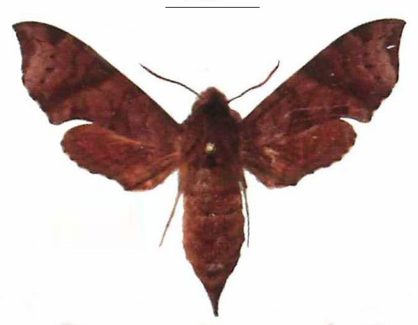/filer/webapps/moths/media/images/I/iapygoides_Temnora_AF_EMEM.jpg