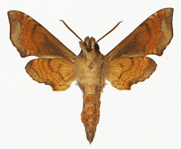 /filer/webapps/moths/media/images/I/iapygoides_Temnora_AM_Basquin_01b.jpg