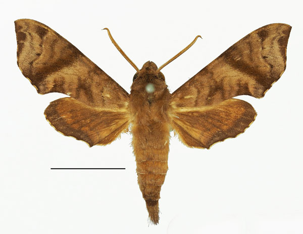 /filer/webapps/moths/media/images/I/iapygoides_Temnora_AM_Basquin_02.jpg