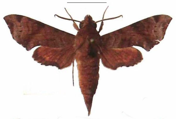 /filer/webapps/moths/media/images/I/iapygoides_Temnora_AM_EMEM_01.jpg