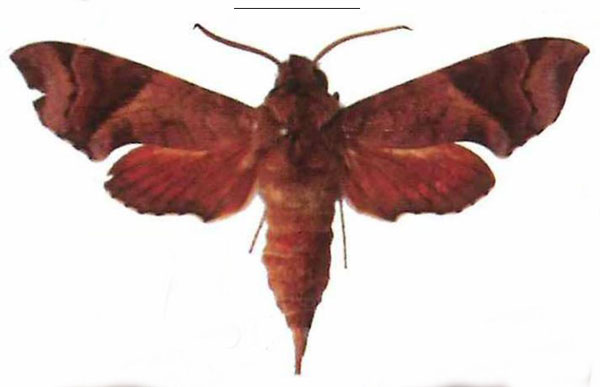 /filer/webapps/moths/media/images/I/iapygoides_Temnora_AM_EMEM_02.jpg