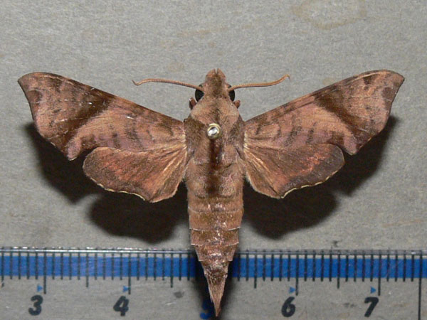 /filer/webapps/moths/media/images/I/iapygoides_Temnora_A_Goff_01.jpg