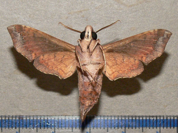 /filer/webapps/moths/media/images/I/iapygoides_Temnora_A_Goff_02.jpg