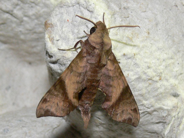 /filer/webapps/moths/media/images/I/iapygoides_Temnora_A_Goff_03.jpg