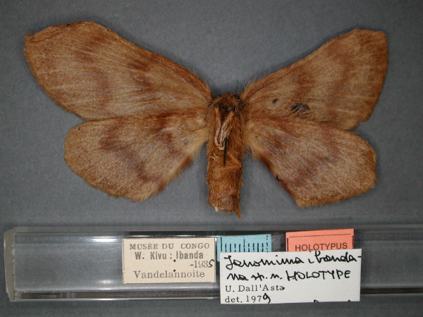 /filer/webapps/moths/media/images/I/ibandana_Janomima_HT_RMCA_02.jpg