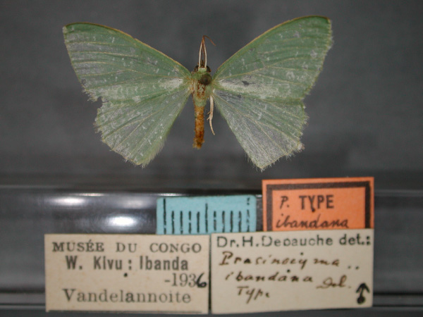 /filer/webapps/moths/media/images/I/ibandana_Prasinocyma_HT_RMCA_01.jpg