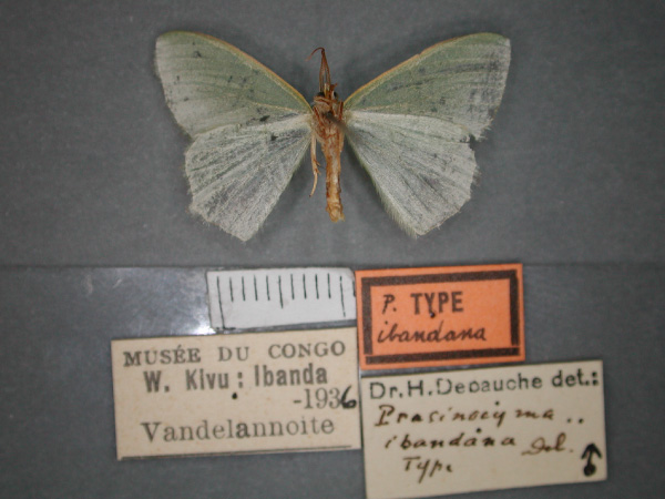 /filer/webapps/moths/media/images/I/ibandana_Prasinocyma_HT_RMCA_02.jpg