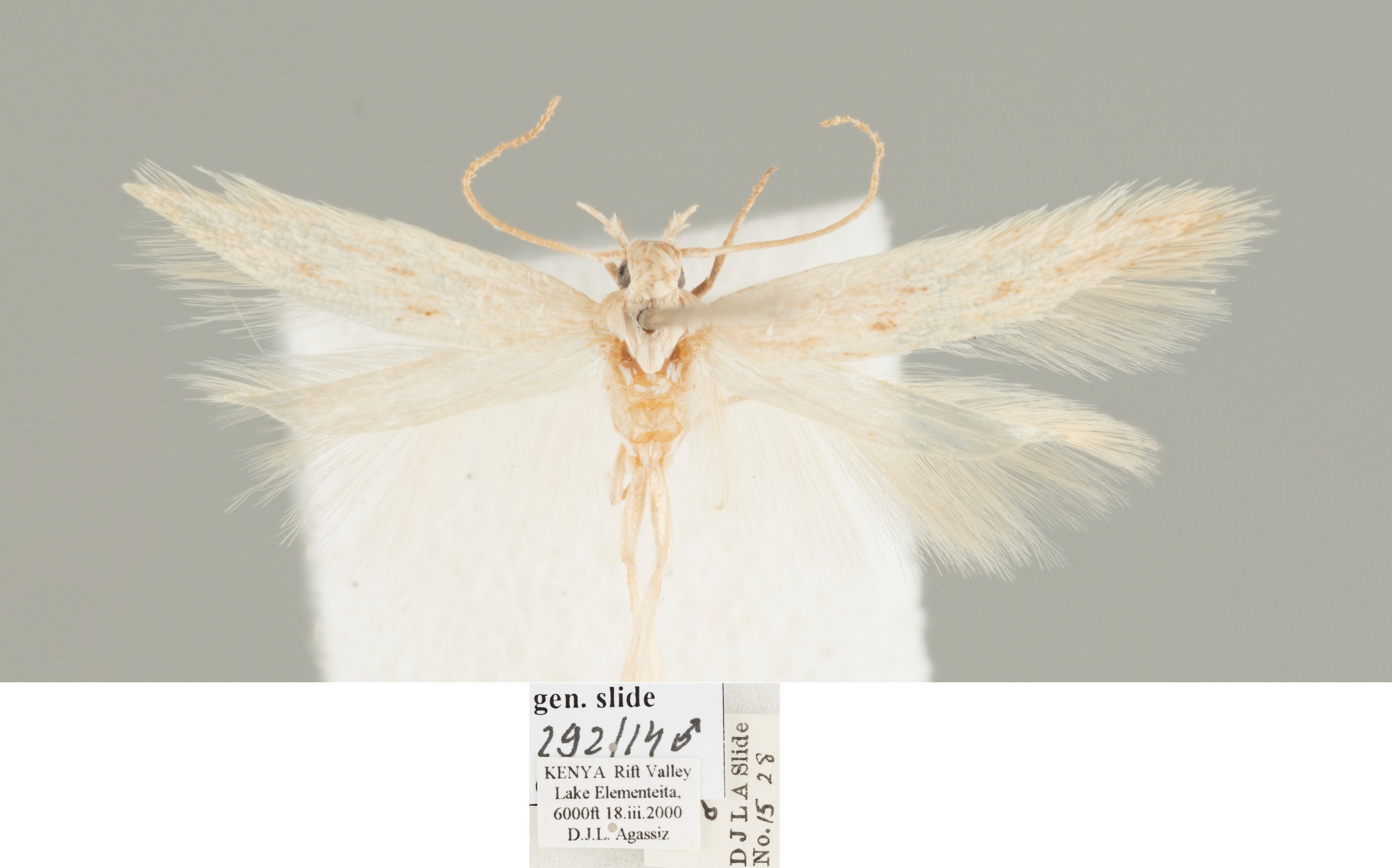 /filer/webapps/moths/media/images/I/iberica_Ephysteris_AM_D._Agassiz.jpg