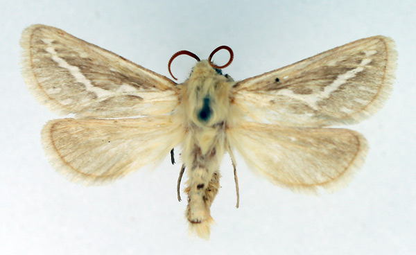 /filer/webapps/moths/media/images/I/ibex_Eudalaca_AM_TMSA_01.jpg