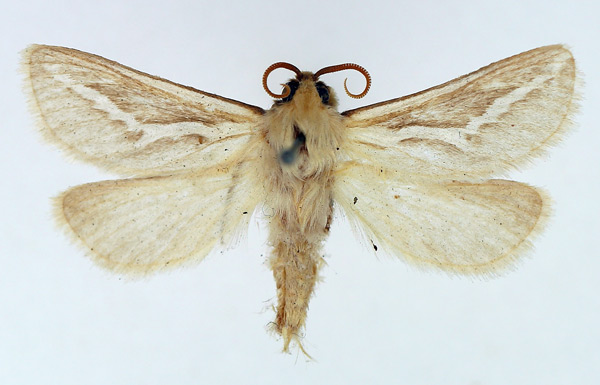 /filer/webapps/moths/media/images/I/ibex_Eudalaca_AM_TMSA_02.jpg