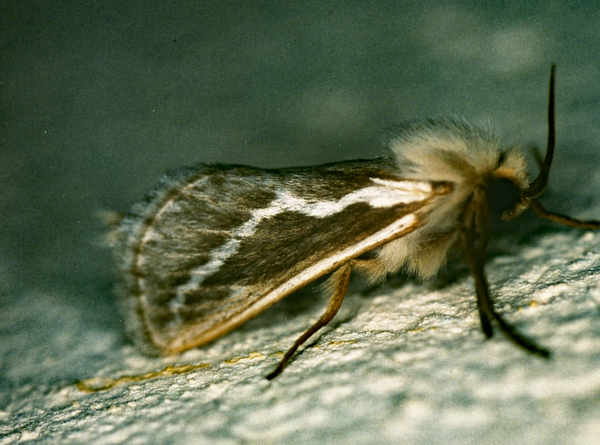 /filer/webapps/moths/media/images/I/ibex_Eudalaca_A_Roland_01.jpg