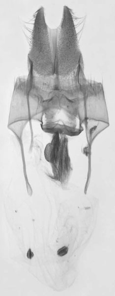 /filer/webapps/moths/media/images/I/iboya_Sciomesa_GFPT_MNHN_727.jpg