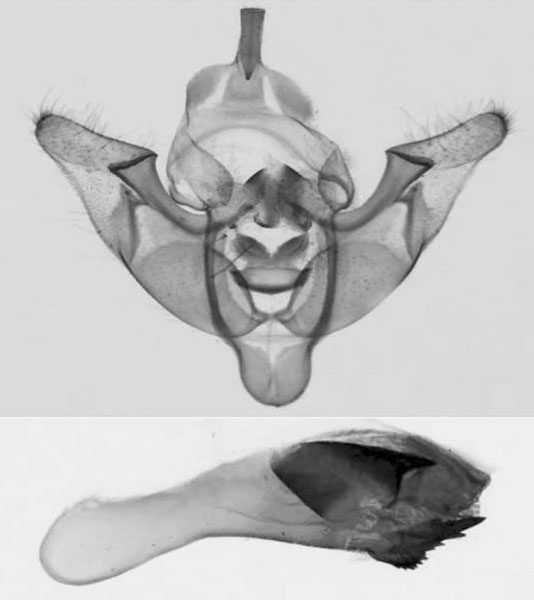 /filer/webapps/moths/media/images/I/iboya_Sciomesa_GMHT_MNHN_azrAVSj.jpg