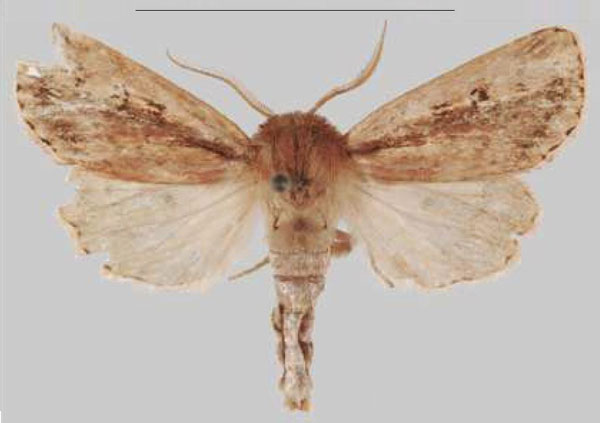 /filer/webapps/moths/media/images/I/iboya_Sciomesa_HT_MNHNa.jpg